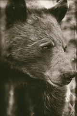 Thoughtful Bear Sepia by Nathan Larson. SKU 100759h. Archival Giclee Fine art print for wall decor.