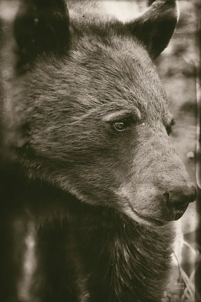 Thoughtful Bear Sepia by Nathan Larson. SKU 100759h. Archival Giclee Fine art print for wall decor.