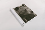 Thoughtful Bear Sepia by Nathan Larson. shown as a rolled paper print. Available as archival giclee rolled canvas, fine art paper, or poster print. SKU 100759h.