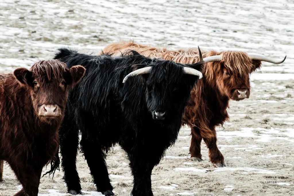 Three Amigos by Nathan Larson. SKU 83501i. Archival Giclee Fine art print for wall decor.