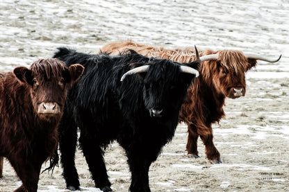 Three Amigos by Nathan Larson. SKU 83501i. Archival Giclee Fine art print for wall decor.