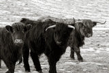 Three Amigos BW by Nathan Larson. SKU 83502i. Archival Giclee Fine art print for wall decor.