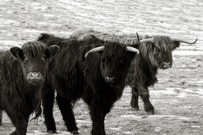 Three Amigos BW by Nathan Larson. SKU 83502i. Archival Giclee Fine art print for wall decor.