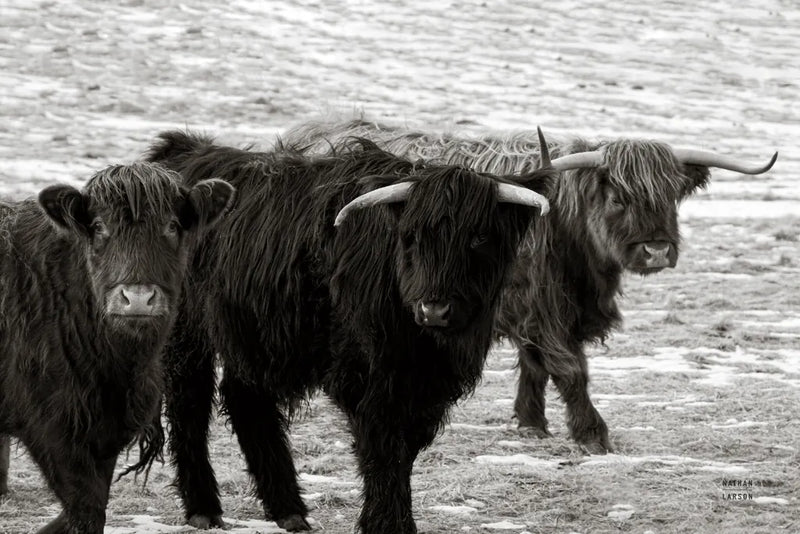 Three Amigos BW by Nathan Larson. SKU 83502i. Archival Giclee Fine art print for wall decor.
