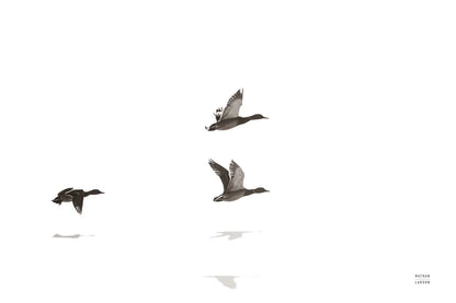 Three Departing by Nathan Larson. SKU 77894i. Archival Giclee Fine art print for wall decor.