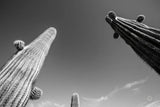 Three Kings by Nathan Larson. SKU 73713i. Archival Giclee Fine art print for wall decor.