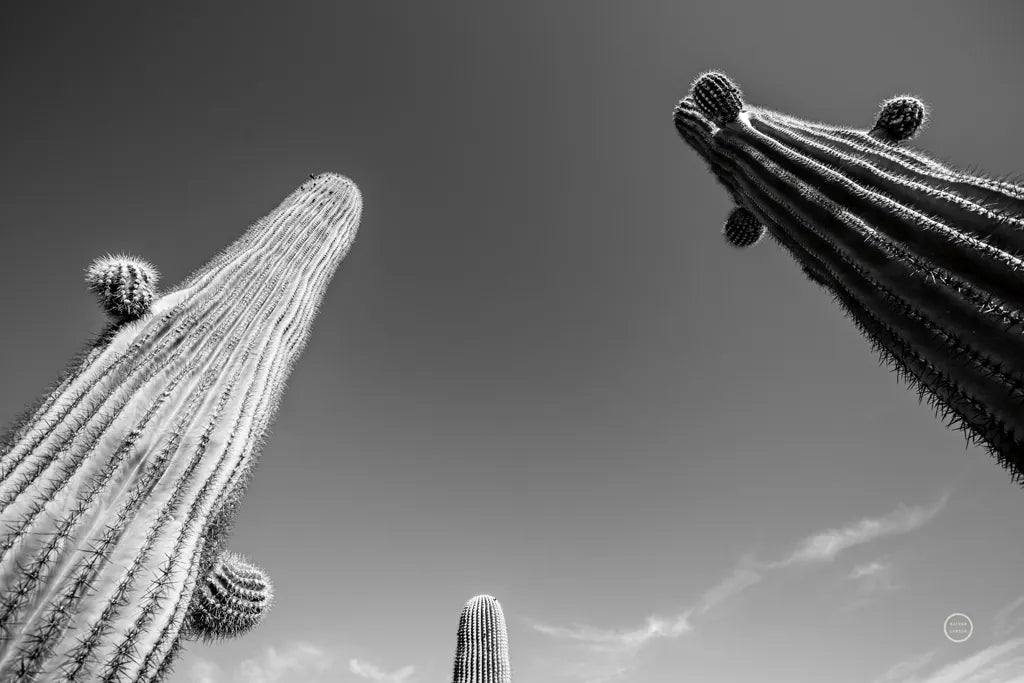 Three Kings by Nathan Larson. SKU 73713i. Archival Giclee Fine art print for wall decor.