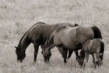 Together by Nathan Larson. SKU 98710i. Archival Giclee Fine art print for wall decor.