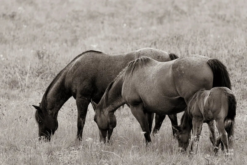 Together by Nathan Larson. SKU 98710i. Archival Giclee Fine art print for wall decor.
