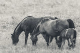 Together BW by Nathan Larson. SKU 98711i. Archival Giclee Fine art print for wall decor.