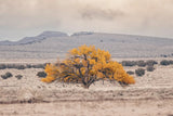 Tree of Life by Nathan Larson. SKU 96621i. Archival Giclee Fine art print for wall decor.