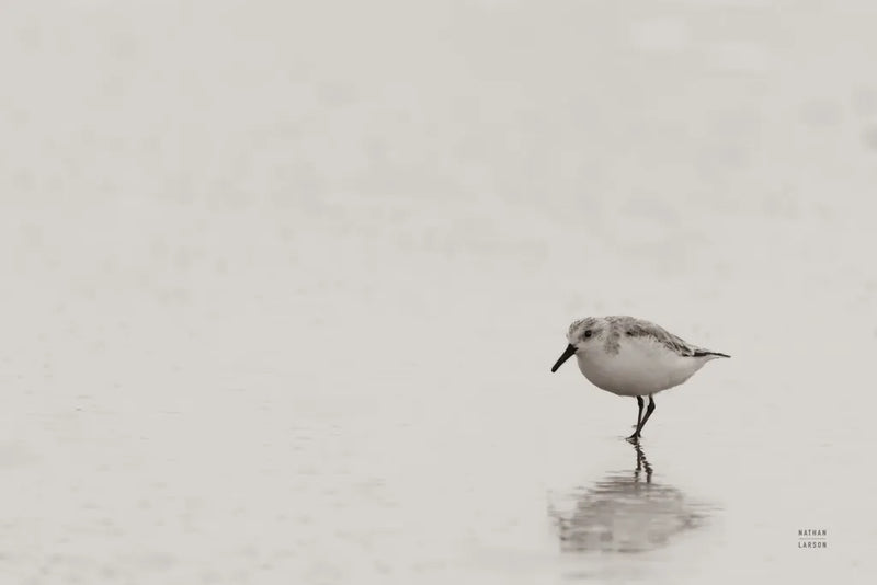 Tybee Island Sanderling by Nathan Larson. SKU 97447i. Archival Giclee Fine art print for wall decor.