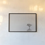 Tybee Island Sanderling by Nathan Larson. shown as a paper print in a black flame. Available as a archival giclee rolled canvas, fine art paper, or poster print. SKU 97447i.