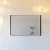 Tybee Island Sanderling by Nathan Larson. shown as a paper print in a white frame. Available as a archival giclee rolled canvas, fine art paper, or poster print. SKU 97447i.