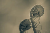Unfurled I by Nathan Larson. SKU 79331i. Archival Giclee Fine art print for wall decor.