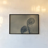 Unfurled I by Nathan Larson. shown as a paper print in a black flame. Available as a archival giclee rolled canvas, fine art paper, or poster print. SKU 79331i.