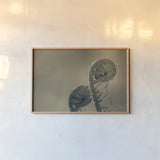 Unfurled I by Nathan Larson. shown as a paper print in a natural frame. Available as a archival giclee rolled canvas, fine art paper, or poster print. SKU 79331i.