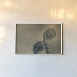 Unfurled I by Nathan Larson. shown as a paper print in a white frame. Available as a archival giclee rolled canvas, fine art paper, or poster print. SKU 79331i.