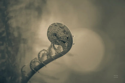 Unfurled II by Nathan Larson. SKU 79332i. Archival Giclee Fine art print for wall decor.