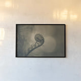 Unfurled II by Nathan Larson. shown as a paper print in a black flame. Available as a archival giclee rolled canvas, fine art paper, or poster print. SKU 79332i.