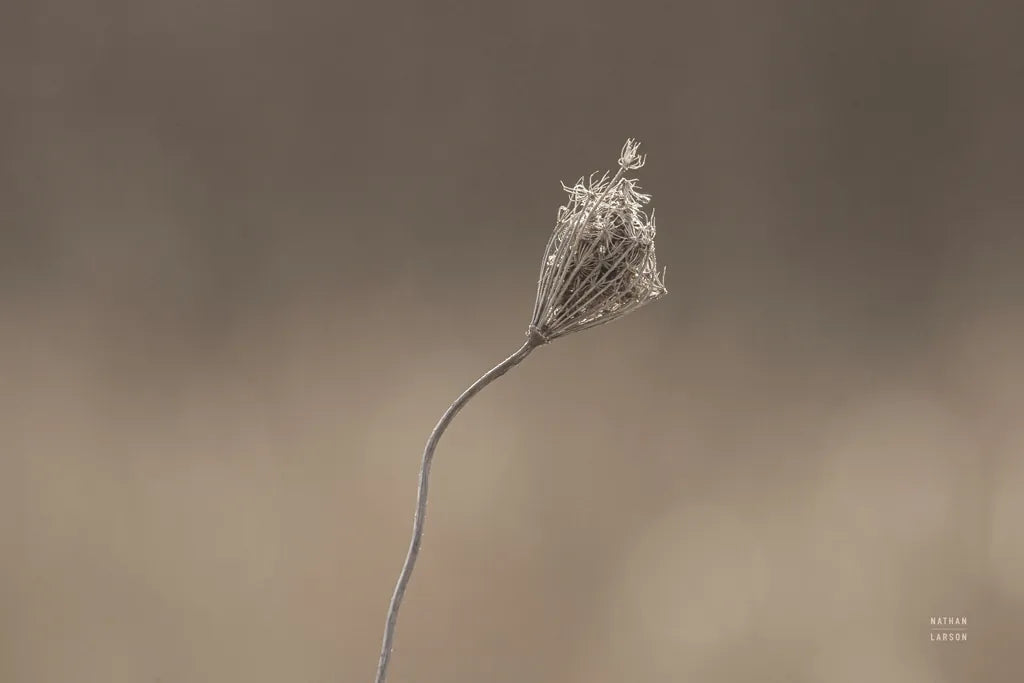 Upcoming Release by Nathan Larson. SKU 82422i. Archival Giclee Fine art print for wall decor.