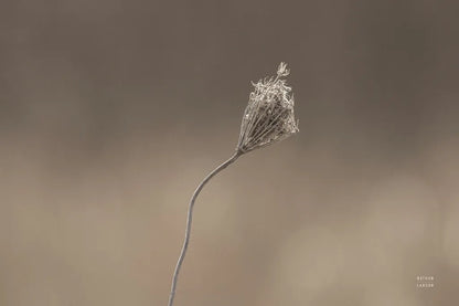 Upcoming Release by Nathan Larson. SKU 82422i. Archival Giclee Fine art print for wall decor.