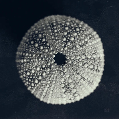 Urchin Still Life I by Nathan Larson. SKU 97310a. Archival Giclee Fine art print for wall decor.