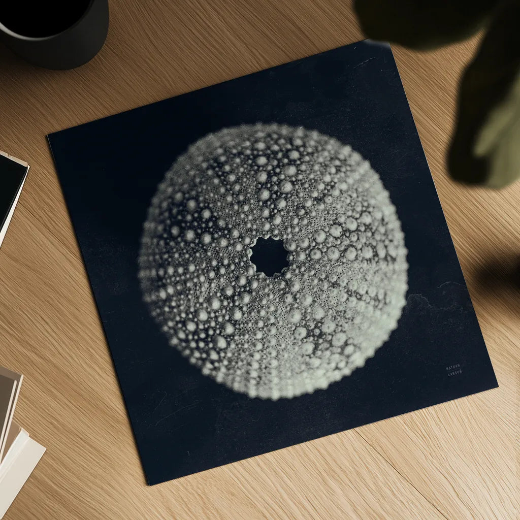 Urchin Still Life I by Nathan Larson. Shown as a detailed flat fine art print, highlighting archival giclee quality. Available as an archival giclee rolled canvas, fine art paper, or poster print. SKU 97310a.