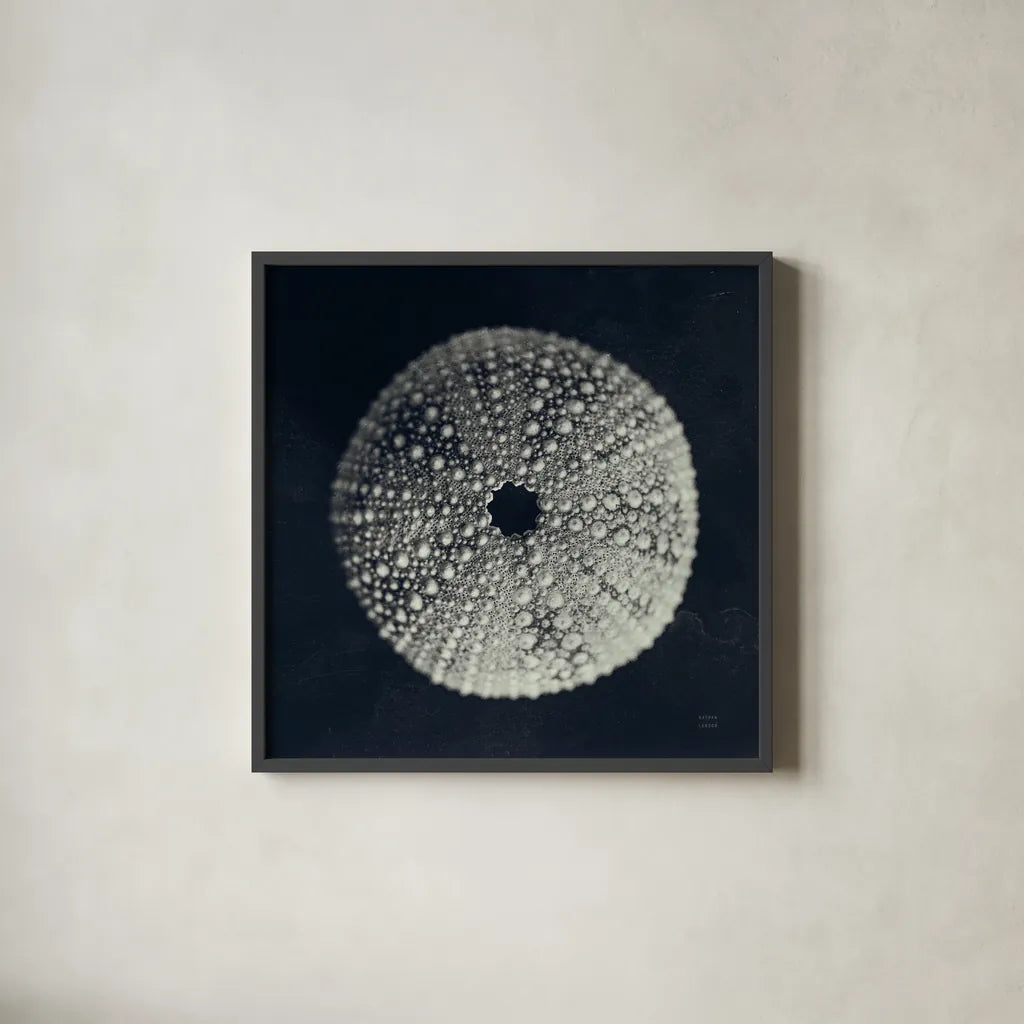 Urchin Still Life I by Nathan Larson. Shown in a sleek black glass frame for a contemporary gallery look. Available as an archival giclee rolled canvas, fine art paper, or poster print. SKU 97310a.