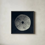 Urchin Still Life I by Nathan Larson. Shown in a sleek black glass frame for a contemporary gallery look. Available as an archival giclee rolled canvas, fine art paper, or poster print. SKU 97310a.