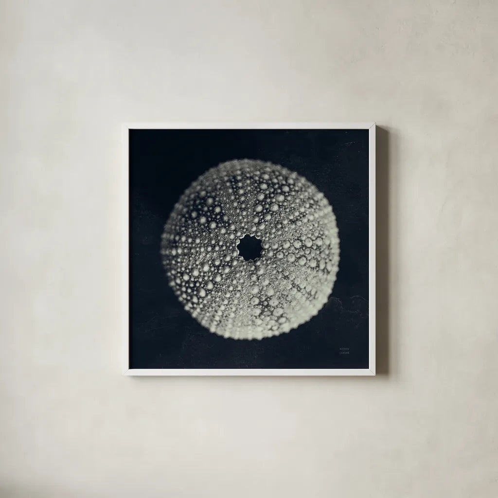 Urchin Still Life I by Nathan Larson. Shown in a crisp white glass frame for a clean and minimalist style. Available as an archival giclee rolled canvas, fine art paper, or poster print. SKU 97310a.
