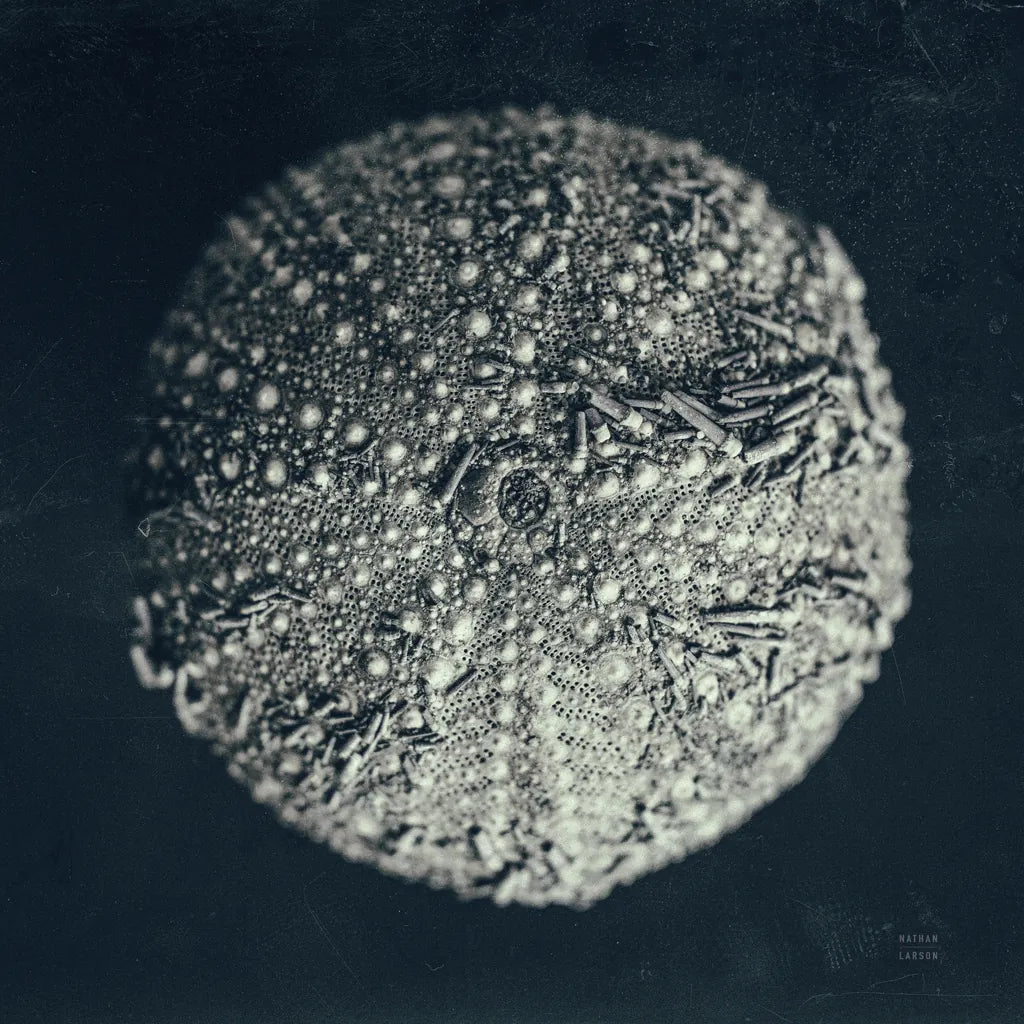 Urchin Still Life II by Nathan Larson. SKU 97311a. Archival Giclee Fine art print for wall decor.