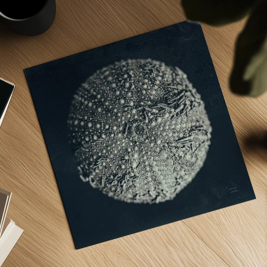 Urchin Still Life II by Nathan Larson. Shown as a detailed flat fine art print, highlighting archival giclee quality. Available as an archival giclee rolled canvas, fine art paper, or poster print. SKU 97311a.