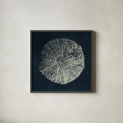 Urchin Still Life II by Nathan Larson. Shown in a sleek black glass frame for a contemporary gallery look. Available as an archival giclee rolled canvas, fine art paper, or poster print. SKU 97311a.