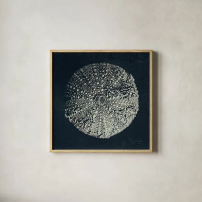 Urchin Still Life II by Nathan Larson. Shown in a natural wood glass frame for a timeless modern aesthetic. Available as an archival giclee rolled canvas, fine art paper, or poster print. SKU 97311a.