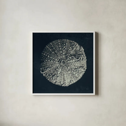 Urchin Still Life II by Nathan Larson. Shown in a crisp white glass frame for a clean and minimalist style. Available as an archival giclee rolled canvas, fine art paper, or poster print. SKU 97311a.