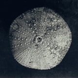 Urchin Still Life III by Nathan Larson. SKU 97312a. Archival Giclee Fine art print for wall decor.