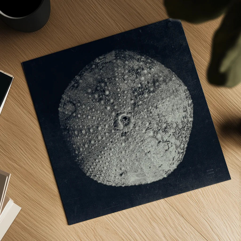 Urchin Still Life III by Nathan Larson. Shown as a detailed flat fine art print, highlighting archival giclee quality. Available as an archival giclee rolled canvas, fine art paper, or poster print. SKU 97312a.