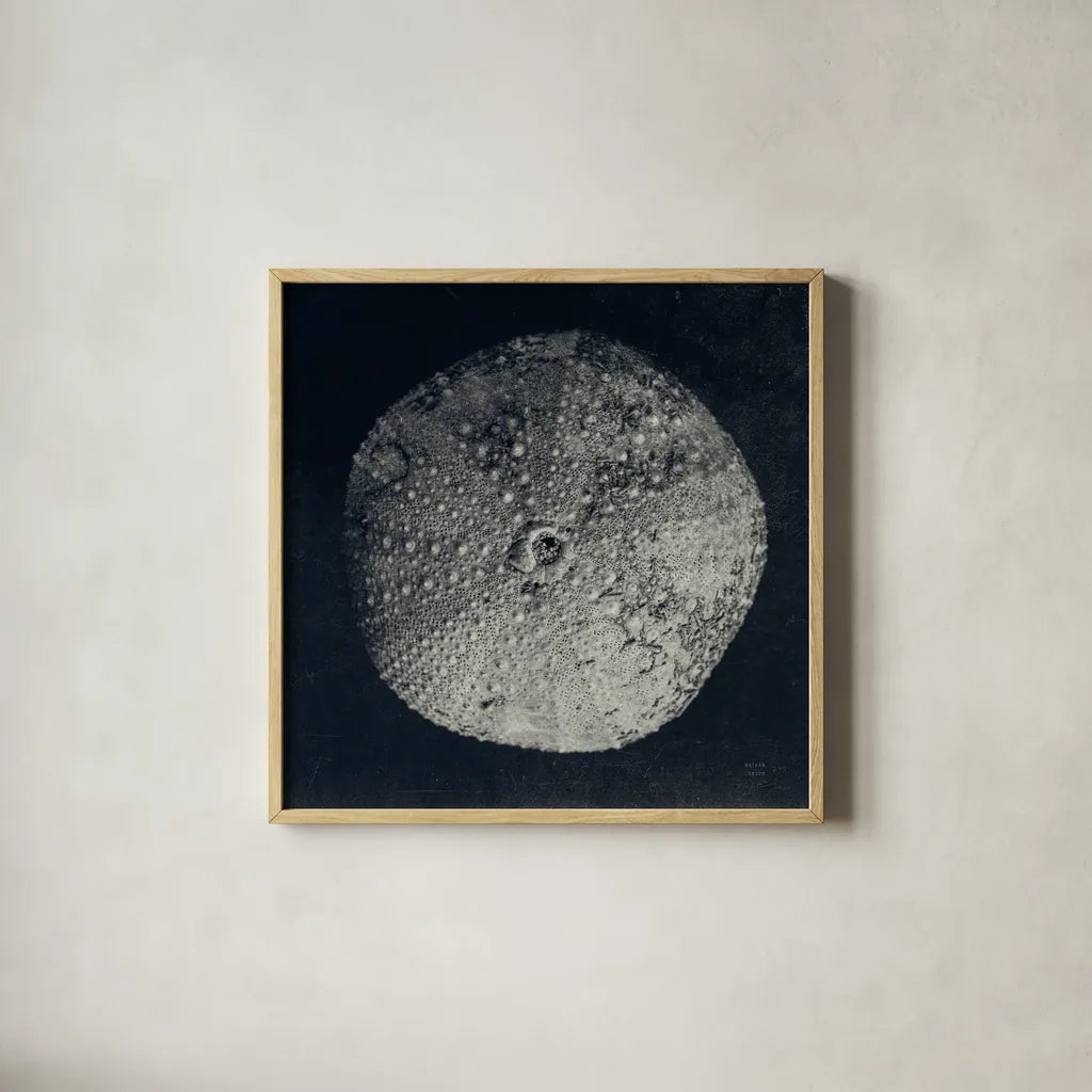 Urchin Still Life III by Nathan Larson. Shown in a natural wood glass frame for a timeless modern aesthetic. Available as an archival giclee rolled canvas, fine art paper, or poster print. SKU 97312a.