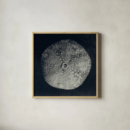 Urchin Still Life III by Nathan Larson. Shown in a natural wood glass frame for a timeless modern aesthetic. Available as an archival giclee rolled canvas, fine art paper, or poster print. SKU 97312a.
