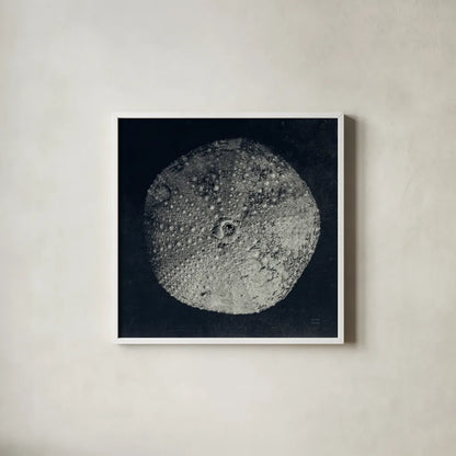 Urchin Still Life III by Nathan Larson. Shown in a crisp white glass frame for a clean and minimalist style. Available as an archival giclee rolled canvas, fine art paper, or poster print. SKU 97312a.