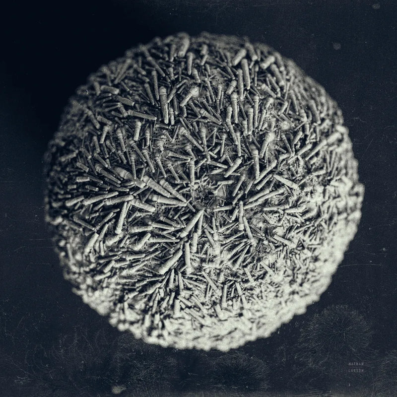 Urchin Still Life IV by Nathan Larson. SKU 97313a. Archival Giclee Fine art print for wall decor.