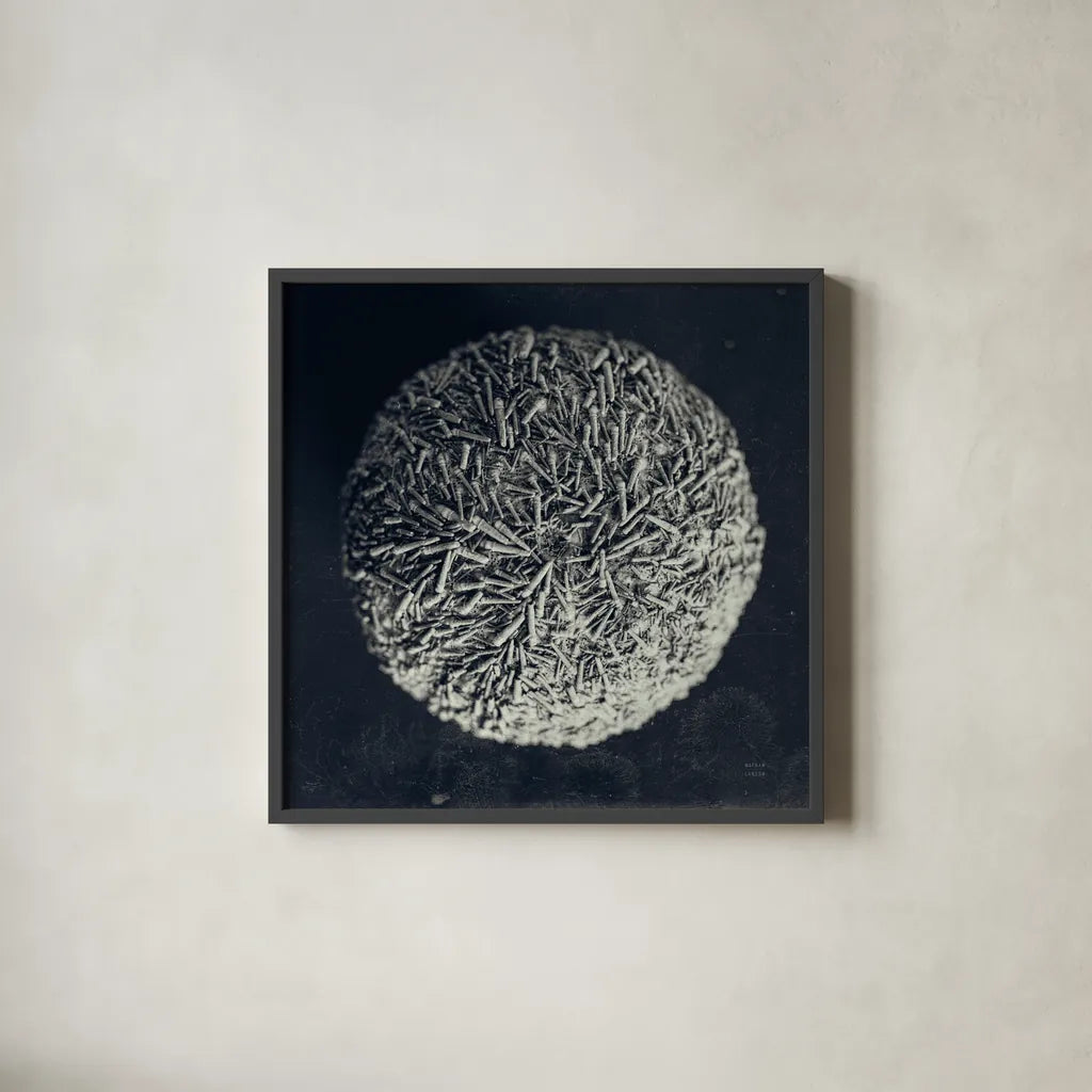 Urchin Still Life IV by Nathan Larson. Shown in a sleek black glass frame for a contemporary gallery look. Available as an archival giclee rolled canvas, fine art paper, or poster print. SKU 97313a.
