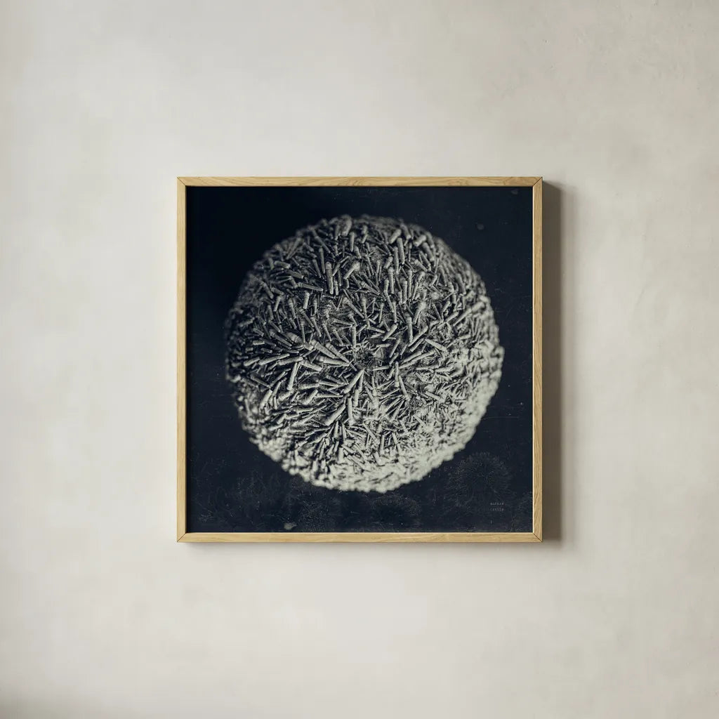 Urchin Still Life IV by Nathan Larson. Shown in a natural wood glass frame for a timeless modern aesthetic. Available as an archival giclee rolled canvas, fine art paper, or poster print. SKU 97313a.