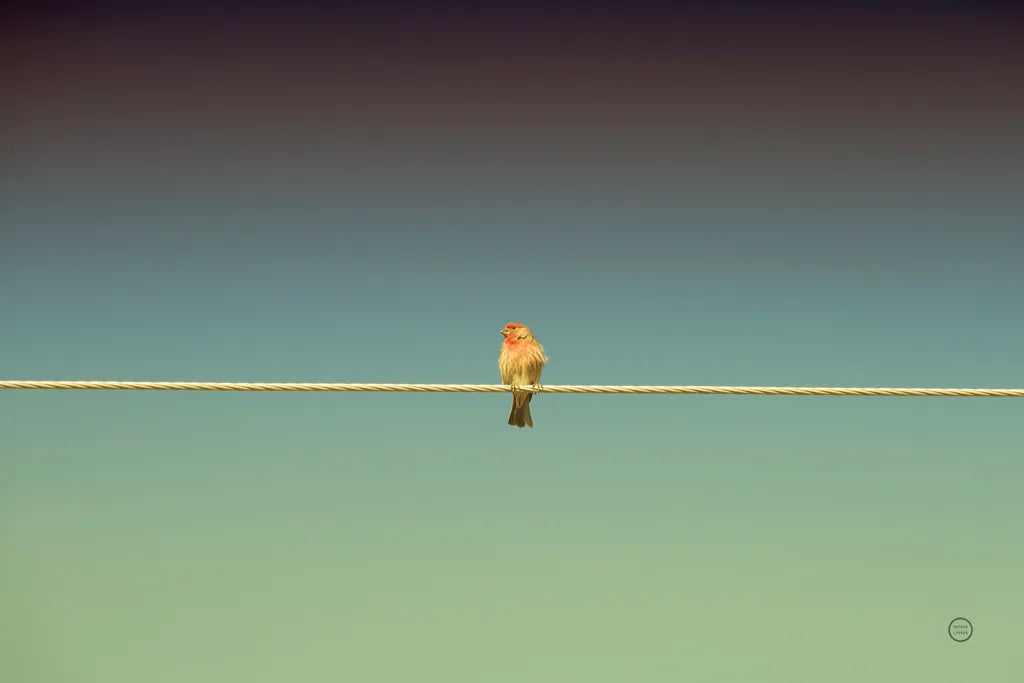 Waiting by Nathan Larson. SKU 70274i. Archival Giclee Fine art print for wall decor.