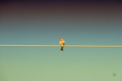 Waiting by Nathan Larson. SKU 70274i. Archival Giclee Fine art print for wall decor.