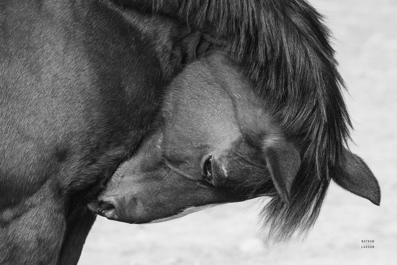 Warm Western BW by Nathan Larson