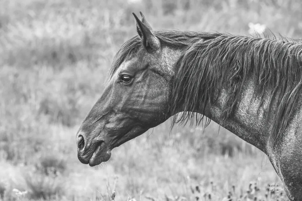 Watchful BW by Nathan Larson. SKU 99203i. Archival Giclee Fine art print for wall decor.