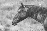 Watchful BW by Nathan Larson. SKU 99203i. Archival Giclee Fine art print for wall decor.