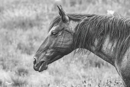 Watchful BW by Nathan Larson. SKU 99203i. Archival Giclee Fine art print for wall decor.